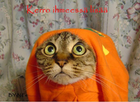 [20/118] cutecat.jpg 597x436 42K 2005-09-27 20:53:15